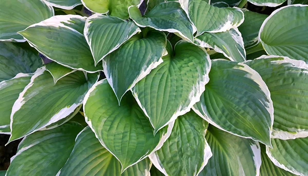 Hosta hojas de fondo — Foto de Stock