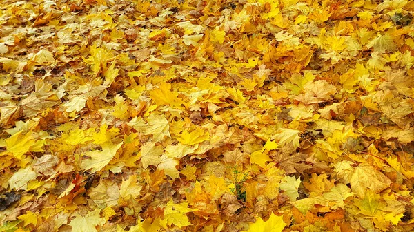 Hösten bakgrund från fallna gyllene lövverket av lönnträd — Stockfoto