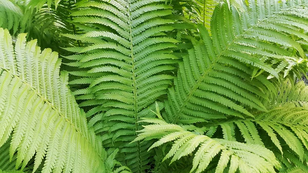 Grüne frische Farnzweige — Stockfoto