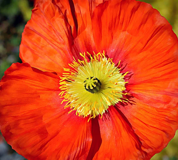 Güzel kırmızı gelincik — Stok fotoğraf