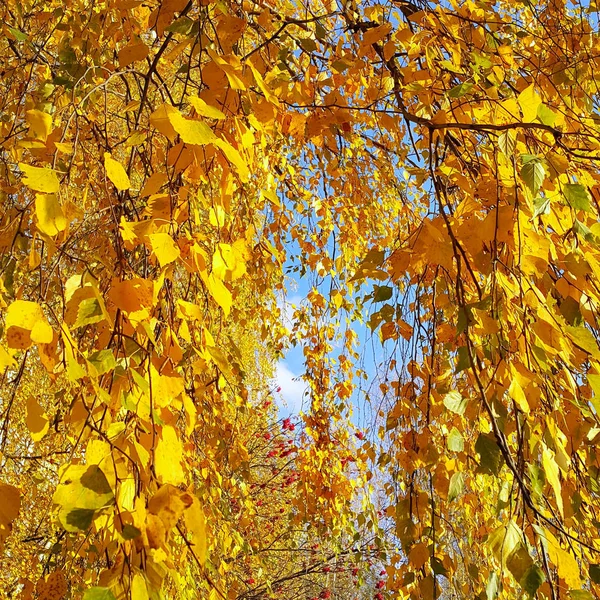 Żółte liście jesienią brzoza drzewo i czerwone jagody Jarzębina — Zdjęcie stockowe