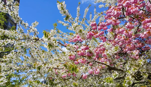 Beautiful pink and white flowers of spring cherry — Stock Photo, Image