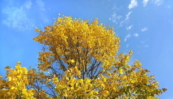 Ярко-желтые ветви осеннего дерева на голубом небе — стоковое фото