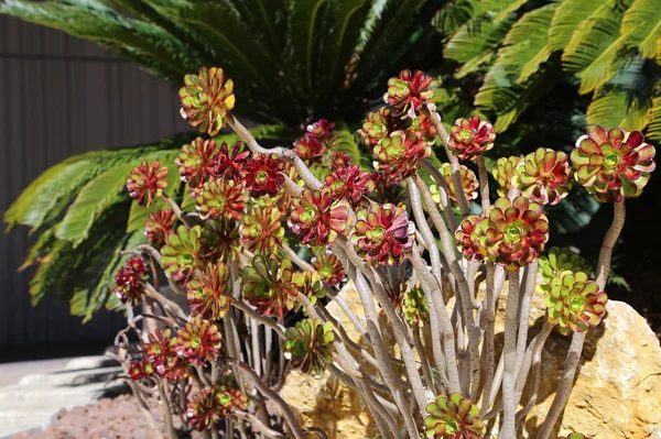 Frumoase plante suculente și palmieri — Fotografie, imagine de stoc