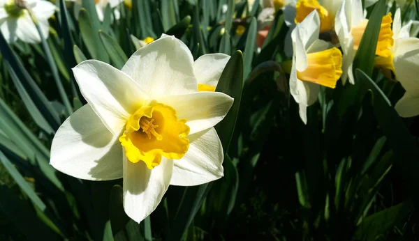 Close-up of beautiful bright Narcissus flowers — Stock Photo, Image