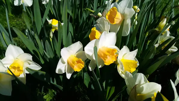 Gros plan de belles fleurs Narcisse lumineuses — Photo
