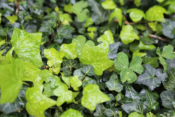 Gros plan des feuilles humides des plantes avec des gouttes d'eau — Photo