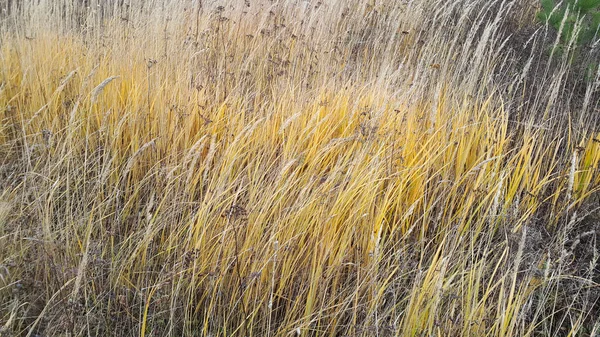 Hierbas y plantas de otoño — Foto de Stock