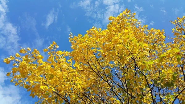 Heldere gele takken van herfst boom op blauwe hemel — Stockfoto
