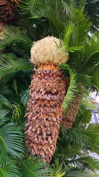 Sago palmeira (Cycas revoluta) com cone feminino — Fotografia de Stock