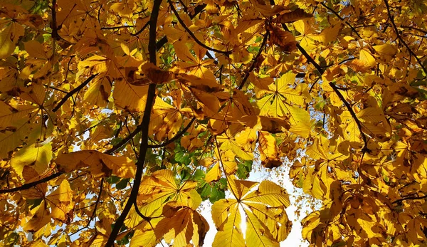 Piękne żółte jesienne liście kasztanowca — Zdjęcie stockowe