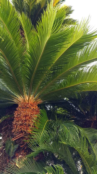 Palma Sago (Cycas revoluta) z błyszczącymi zielonymi liśćmi — Zdjęcie stockowe