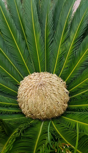 Female cone and foliage of cycas revoluta cycadaceae sago palm — Stock Photo, Image