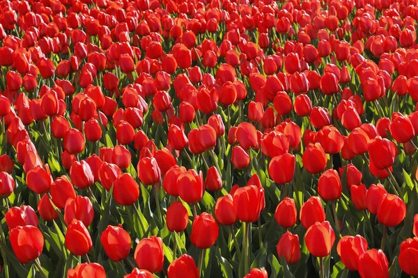 Veel mooie rode tulpen close-up — Stockfoto