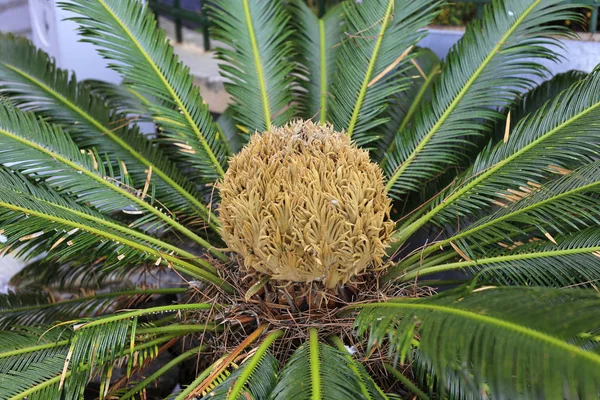 Stożek żeński i liście cycas revoluta cycadaceae sago palm — Zdjęcie stockowe