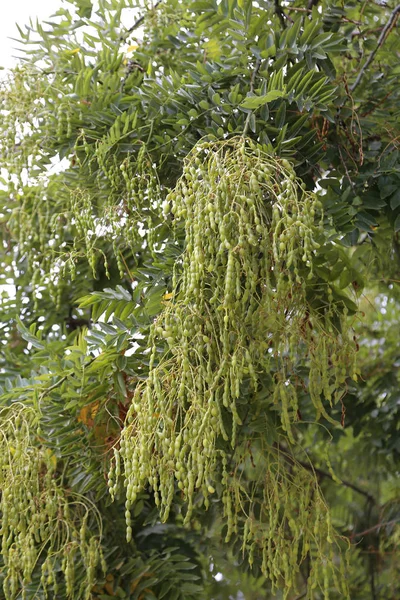 Styphnolobium japonicum nebo Sophora japonica s ovocem — Stock fotografie