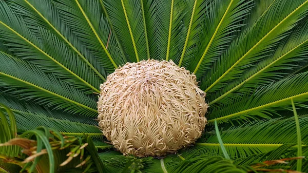 Female cone and foliage of cycas revoluta cycadaceae sago palm — Stock Photo, Image