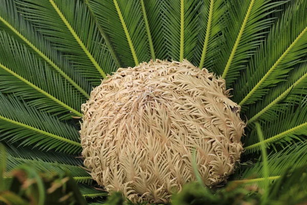 Weiblicher Zapfen und Laub der Cycas revoluta cycadaceae Sago-Palme — Stockfoto