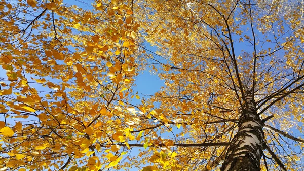 Autumn birch trees with bright yellow leaves against blue sky — Stock Photo, Image