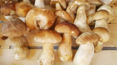 Taze orman porcini mantarları tezgahın üzerinde 