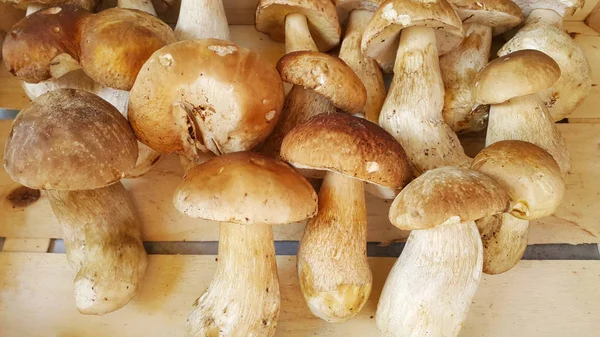 Fresh forest porcini mushrooms on a store counter — Stock Photo, Image