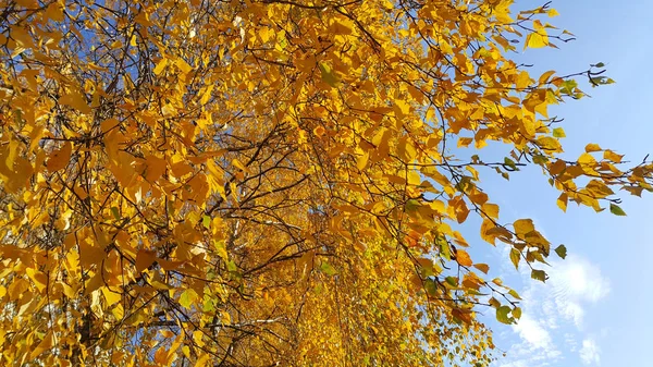 Sonbahar huş ağacının dalları ve mavi gökyüzüne karşı sarı yapraklar. — Stok fotoğraf