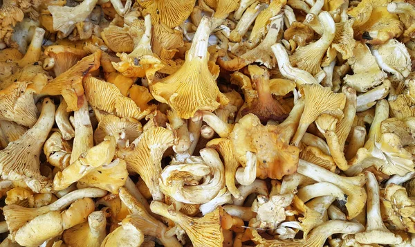 Edible Chanterelle mushrooms close-up — Stock Photo, Image