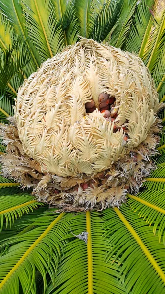 Stożek z owocami samic cycas revoluta cycadaceae sago palm — Zdjęcie stockowe