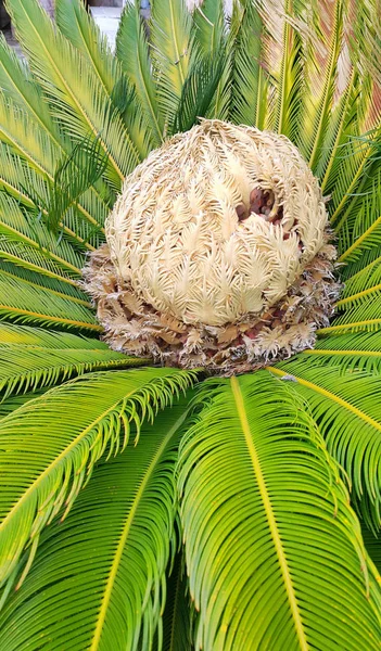 Cono con frutos de cicas hembras revoluta cycadaceae sago palmera — Foto de Stock