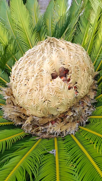 Cone com frutos e folhagem de cycas revoluta cycadaceae sago p — Fotografia de Stock