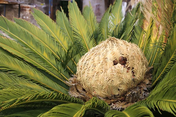 Cono femenino y follaje de cicas revoluta cycadaceae sago palm — Foto de Stock