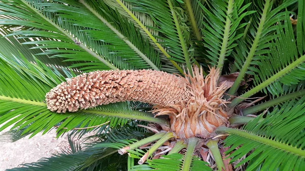 Cone masculino e folhagem de cycas revoluta cycadaceae sago palm — Fotografia de Stock