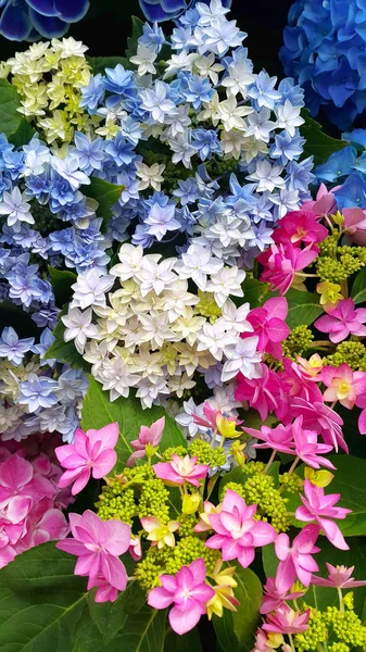 Schöne helle bunte Blüten der Hortensie — Stockfoto