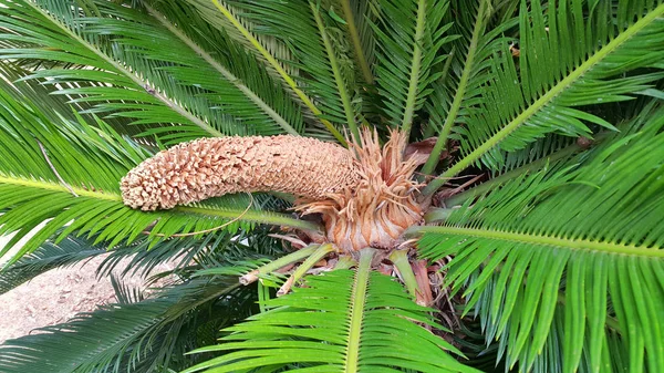 Szyszka i liście cycas revoluta cycadaceae sago palm — Zdjęcie stockowe