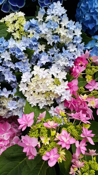 Schöne bunte helle Blüten der Hortensie — Stockfoto