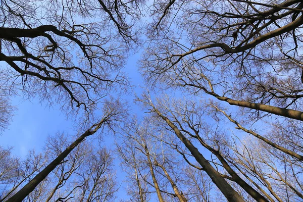 Tops of bare trees on a blue sky background — Stock Photo, Image