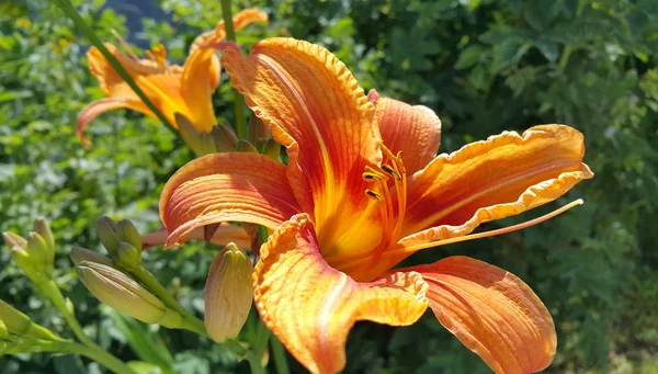 Lírio de dia laranja brilhante bonito em um jardim de verão ensolarado — Fotografia de Stock