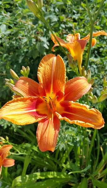 Bella giglio arancione luminoso su un giardino estivo soleggiato — Foto Stock