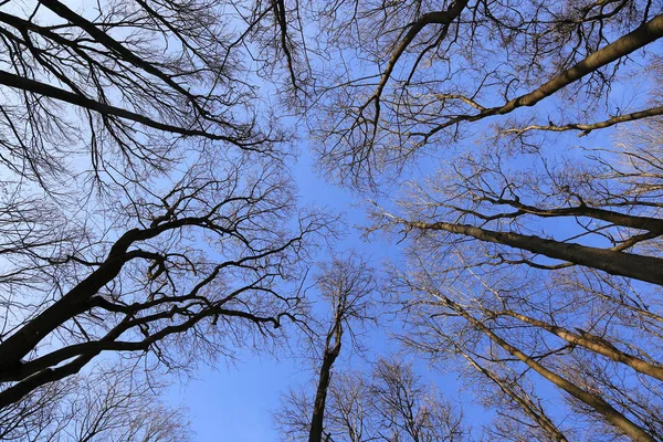 Branches of bare trees on a blue sky background — ストック写真