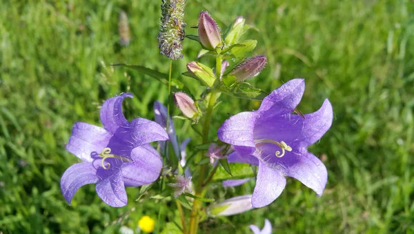 Lindos Bluebells e ervas no campo de verão — Fotografia de Stock