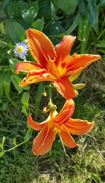 Vacker ljus orange daglilja på en solig sommarträdgård — Stockfoto