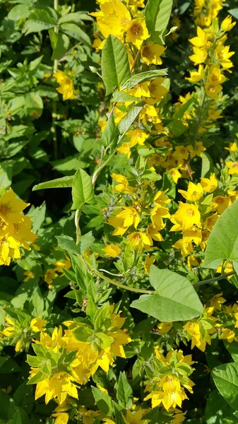 Żółty kwiat Loosestrife (Lysimachia vulgaris) i Bindweed lea — Zdjęcie stockowe
