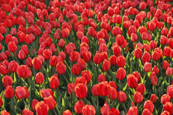 Prachtige rode tulpen natuurlijke achtergrond — Stockfoto