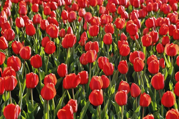 Красивые красные тюльпаны — стоковое фото