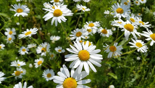 Beautiful daisies in a summer field — Stock Photo, Image