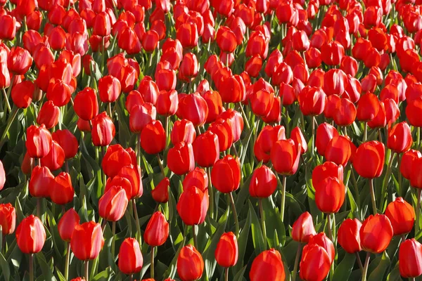 Prachtige rode tulpen natuurlijke achtergrond — Stockfoto