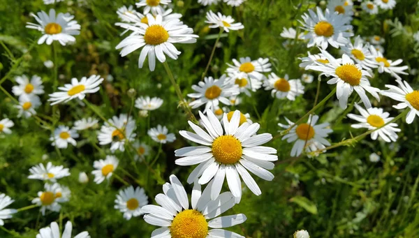 Beautiful daisies in a summer field — Stock Photo, Image