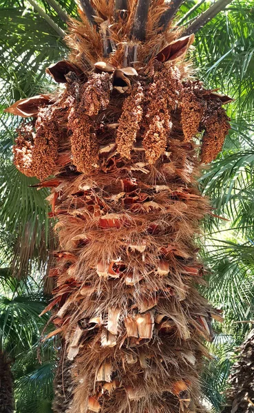 Primer plano del tronco de la palmera — Foto de Stock