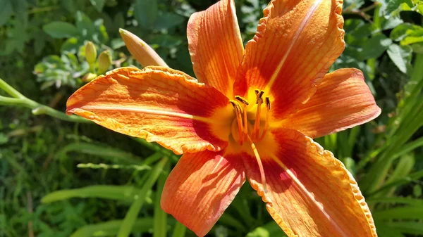 Ярко-оранжевый день на солнечном летнем саду — стоковое фото