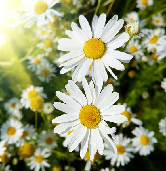 햇빛을 받아 반짝 이는 아름다운 데이지 꽃들 — 스톡 사진